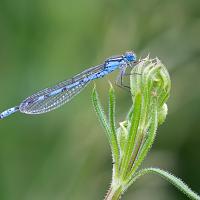 Common Blue 